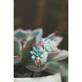 Succulent Bouquet Earrings – Handmade in Pastel Clay