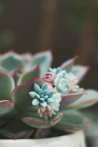 Handcrafted Succulent Bouquet Earrings – Blue, Pastel Rose & Mint