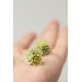 Succulent Bouquet Earrings | Green Handmade Studs