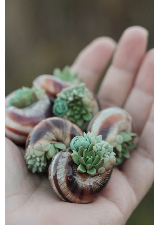 Succulent Shell Necklace – A One of a Kind Botanical Pendant